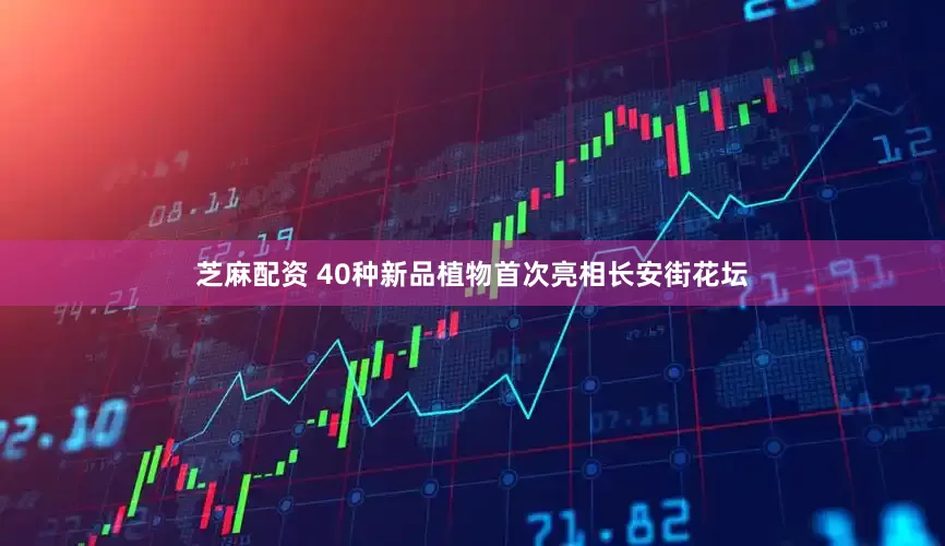 芝麻配资 40种新品植物首次亮相长安街花坛